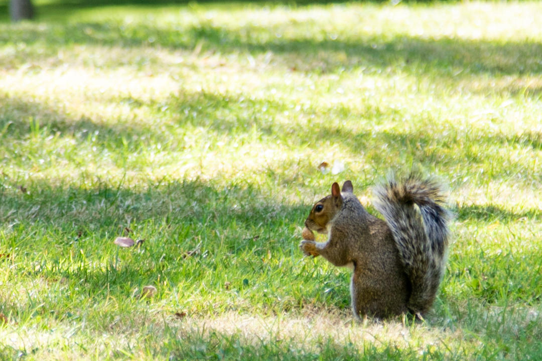 A squirrel eating a nut in Whitworth Park on Oxford Road in Manchester