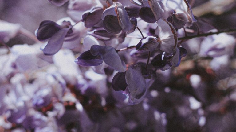 close up image of whisteria leaves which will be on show at the manchester flower show
