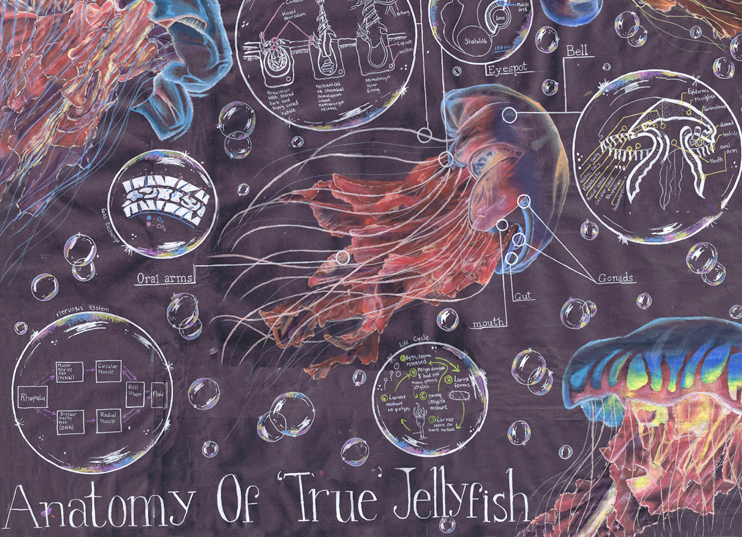 Jellyfish illustrations part of the The Nancy Rothwell Award